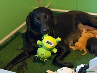 Labrador Retriever dogs Labrador puppies - Advert 12