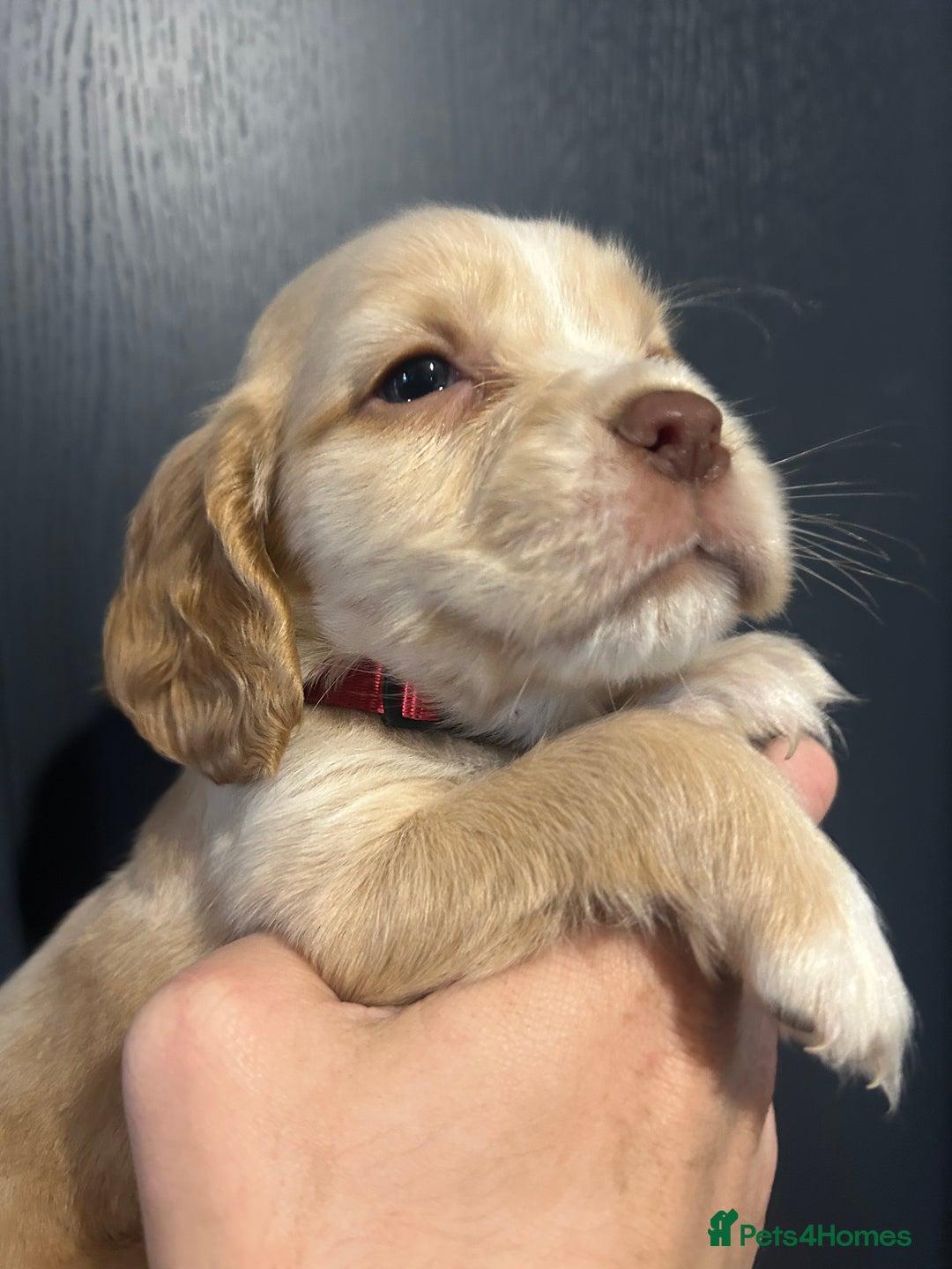 Cocker Spaniel dogs for sale: 3 Cocker Spaniel Puppies. 💙💙💙 - Advert 14