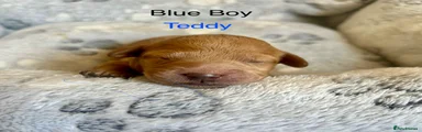 Teddy 