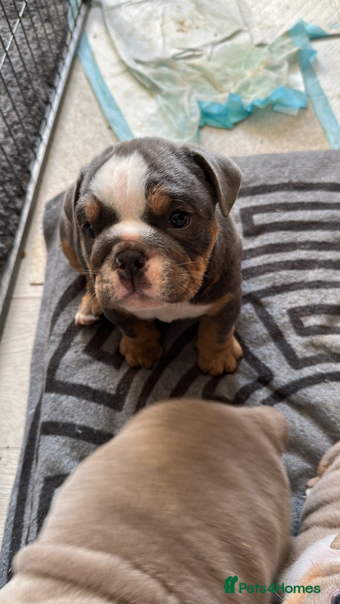 English Bulldog dogs Full Pedigree English Bulldog puppies  - Advert 1