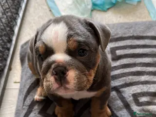 English Bulldog dogs Full Pedigree English Bulldog puppies - Advert 11