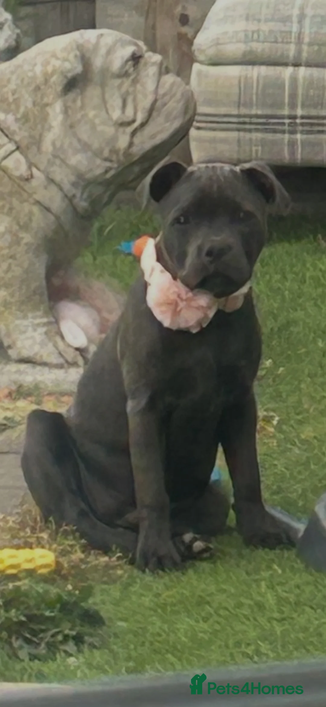 Staffordshire Bull Terrier dogs for sale: Kc reg stunning blue staff bitch - Advert 2