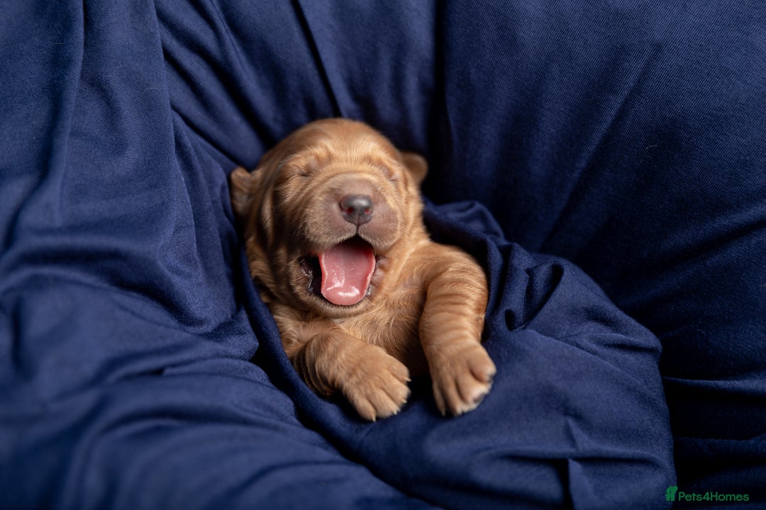 Mini Goldendoodle dogs for sale: F1 Mini's via Licensed Breeder & Police K9 Trainer - Advert 6