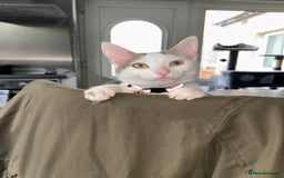 British Shorthair cats for sale: Rehome- Free - Image 1
