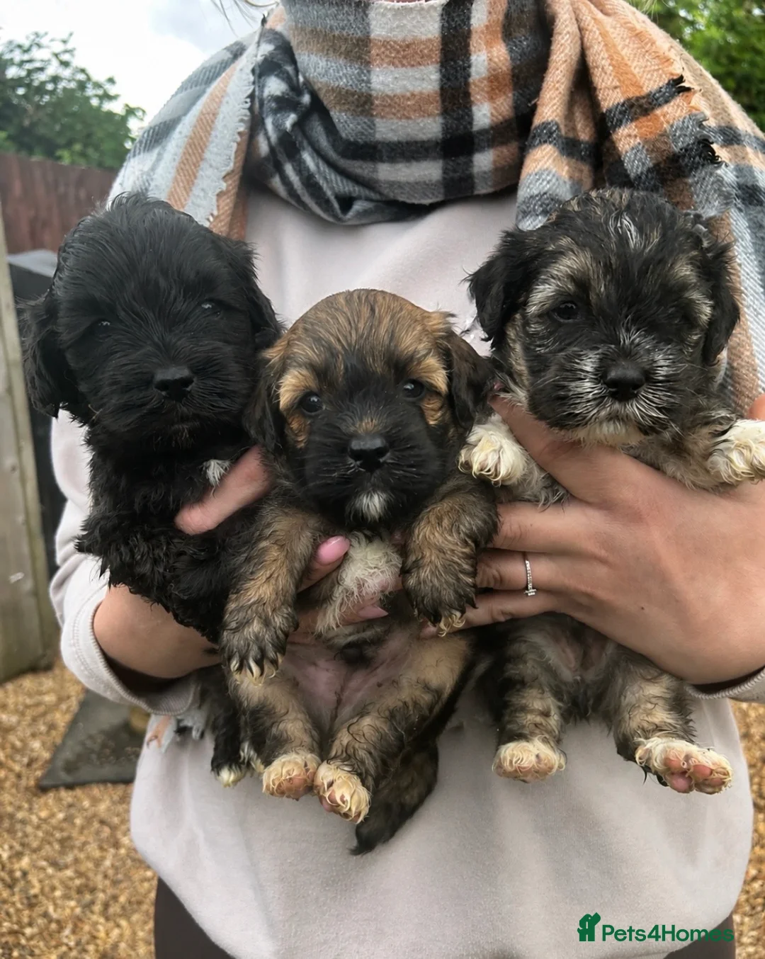 Lhasapoo dogs for sale: Lhasapoo puppys  - Advert 1