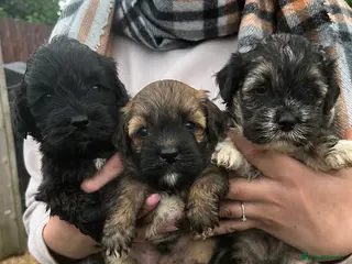 Lhasapoo dogs Lhasapoo puppys - Advert 1