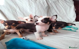 Chihuahua dogs for sale: Gorgeous Baby Chihuahua puppies  - Image 28