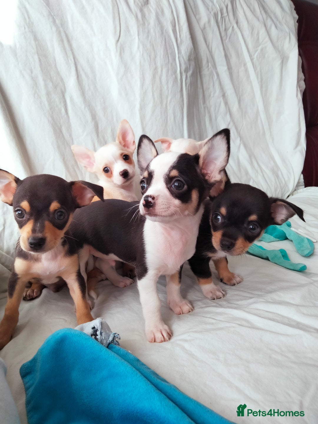 Chihuahua dogs for sale: Gorgeous Baby Chihuahua puppies  - Image 28