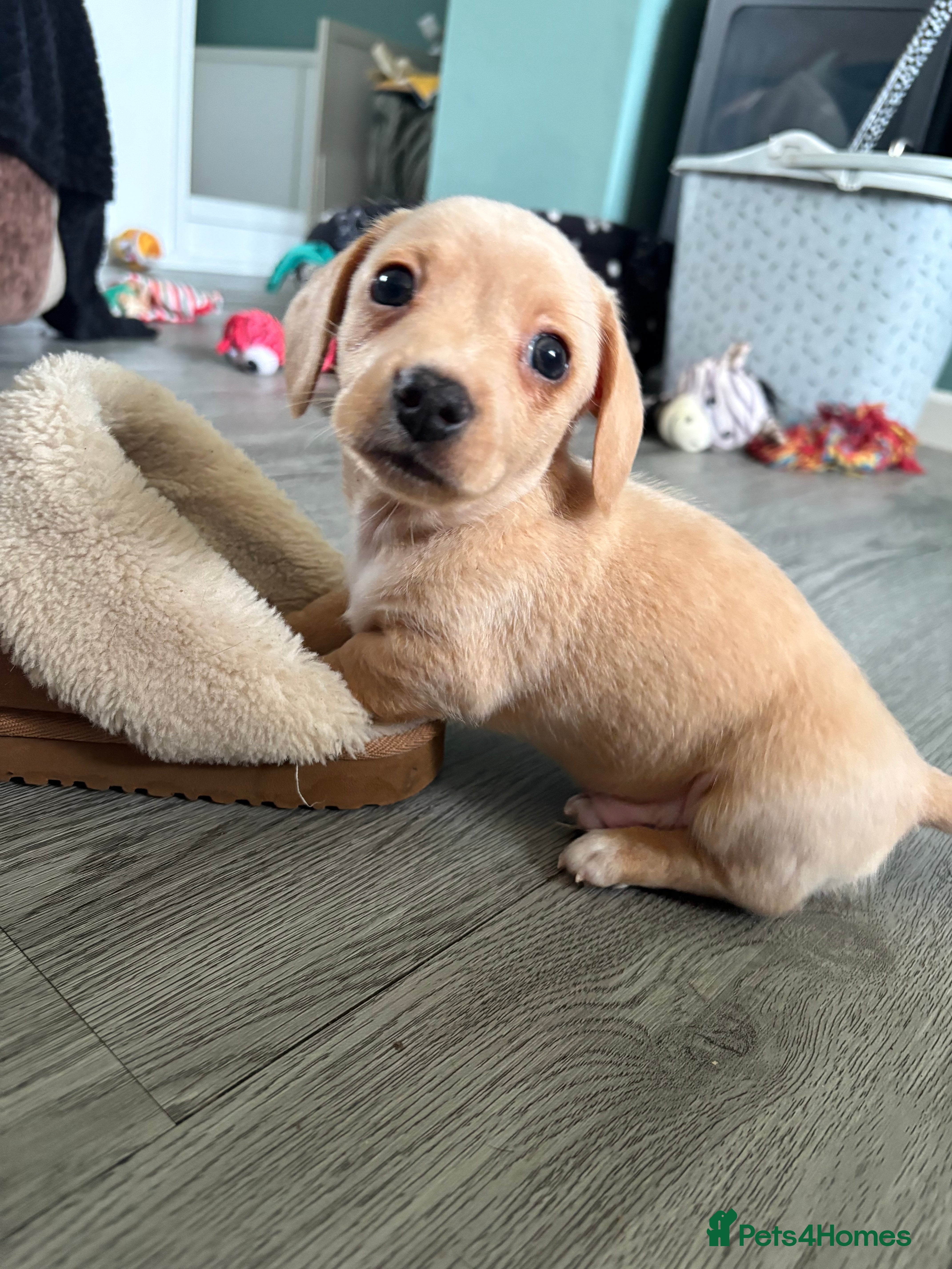 Miniature Dachshund dogs Miniature dachshunds - Advert 1