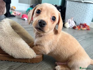 Miniature Dachshund dogs Miniature dachshunds - Advert 6