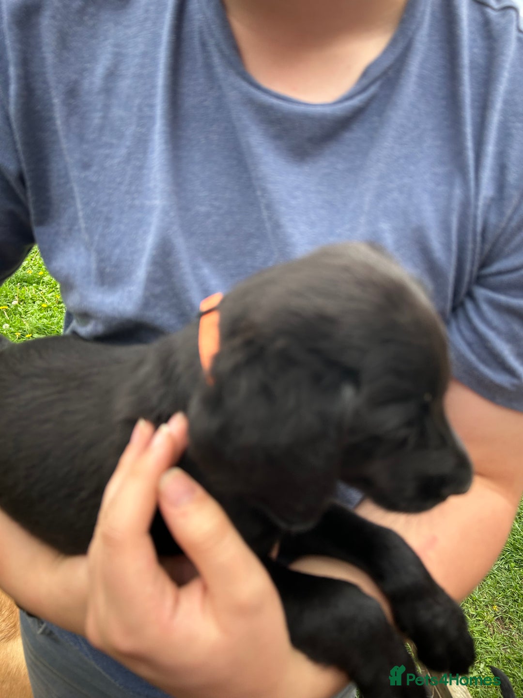 Labradoodle dogs for sale: Ready to go! Fantastic F1 Labradoodles (black) - Image 28