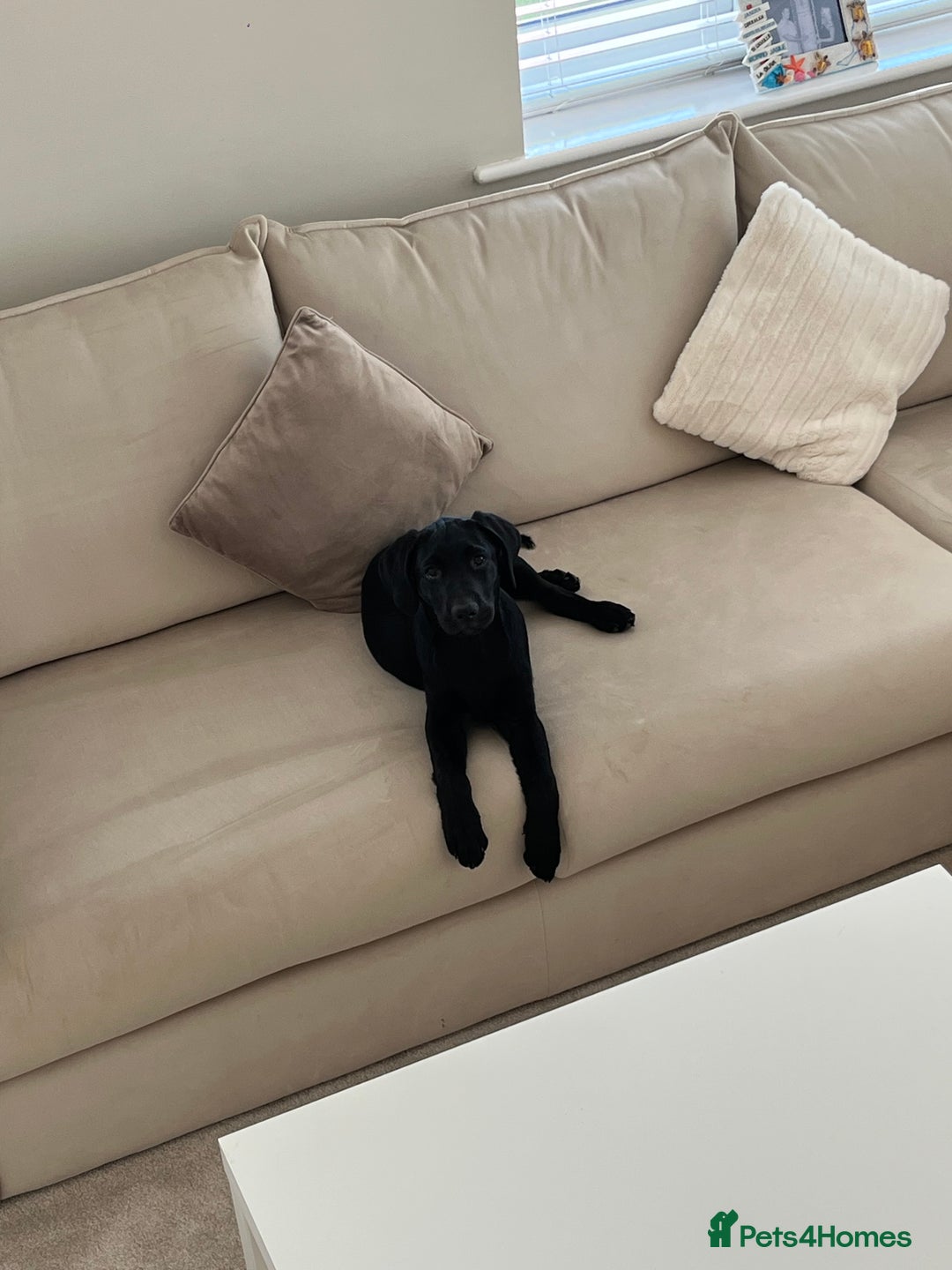 Labrador Retriever dogs for sale: Milo 6 month old back KC registered puppy - Advert 3