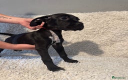 Cane Corso dogs for sale: Beautiful Litter Of Cane Corso Puppys - Image 37