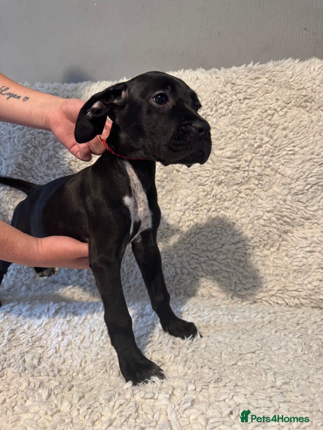 Cane Corso dogs for sale: Beautiful Litter Of Cane Corso Puppys - Image 37