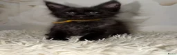 Maine Coon cats for sale: 6 beautiful Maine coon kittens  - Advert 5