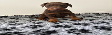 Dobermann Puppy 9
