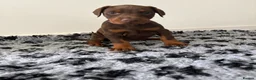 Dobermann dogs for sale: 9 Doberman Puppies- Ready to leave 6th June - Advert 4