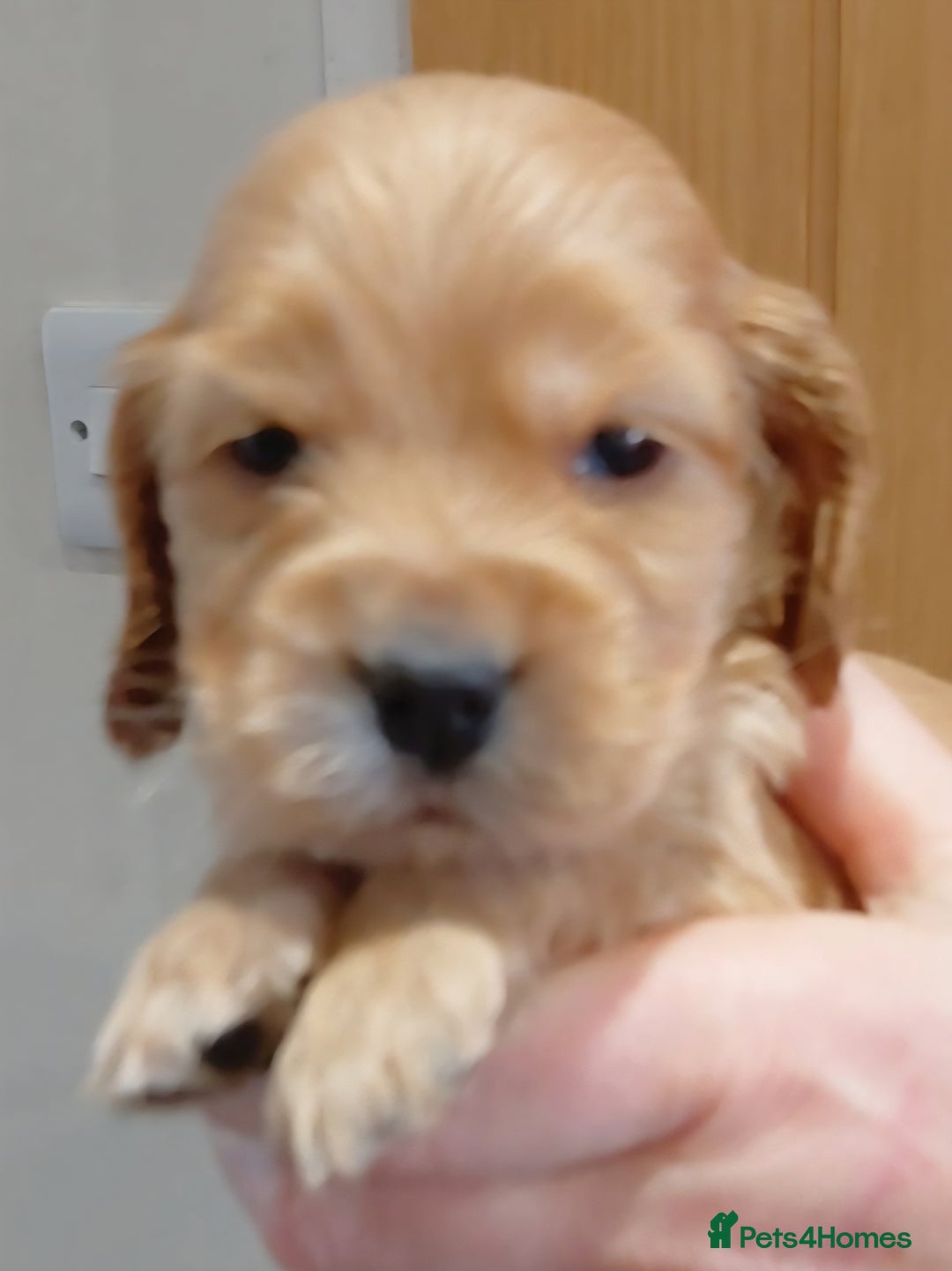 Cocker Spaniel dogs for sale: KC Golden Show Spaniels - Advert 22