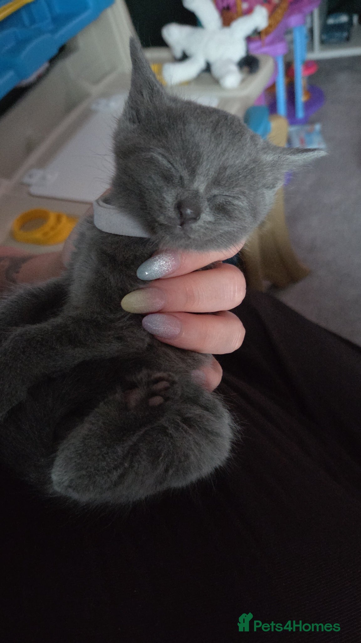 Mixed Breed cats for sale: 4 grey kittens for sale - Advert 17