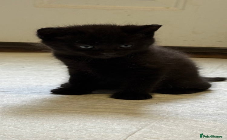 Bombay cats - Advert 1