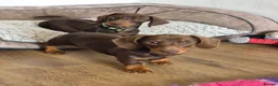 Miniature Dachshund dogs for sale: KC REGISTERED QUALITY PUPS  - Advert 3