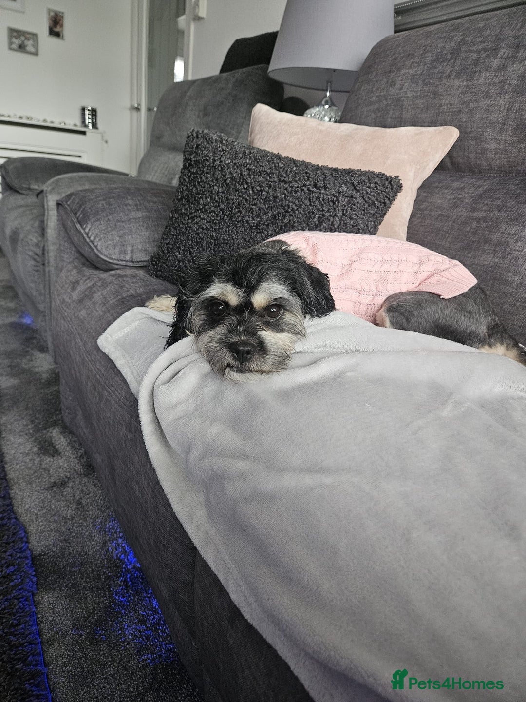 Malshi dogs for sale: Brandi shihtzu x - Image 1