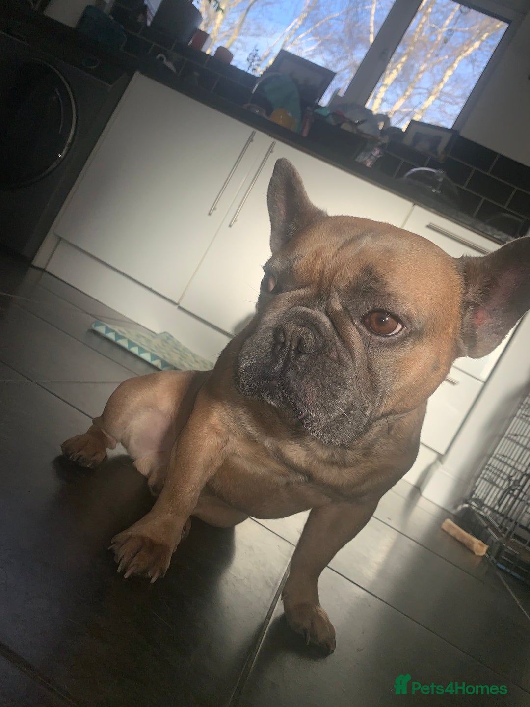 French Bulldog dogs for sale: Looking for a new home - Advert 2