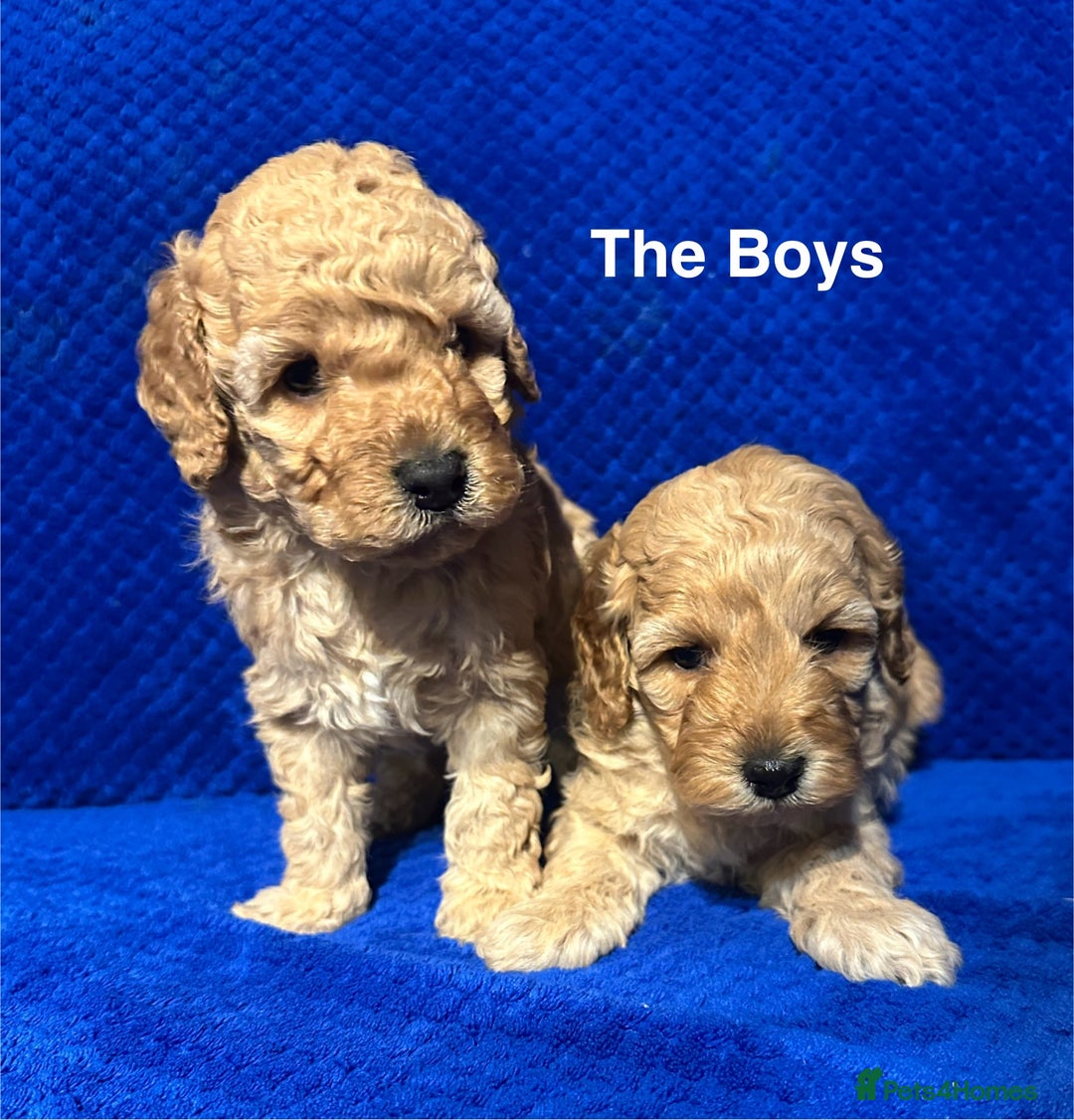 Cockapoo dogs for sale: Show Type Cockapoo Puppies - DNA tested parents - Advert 2