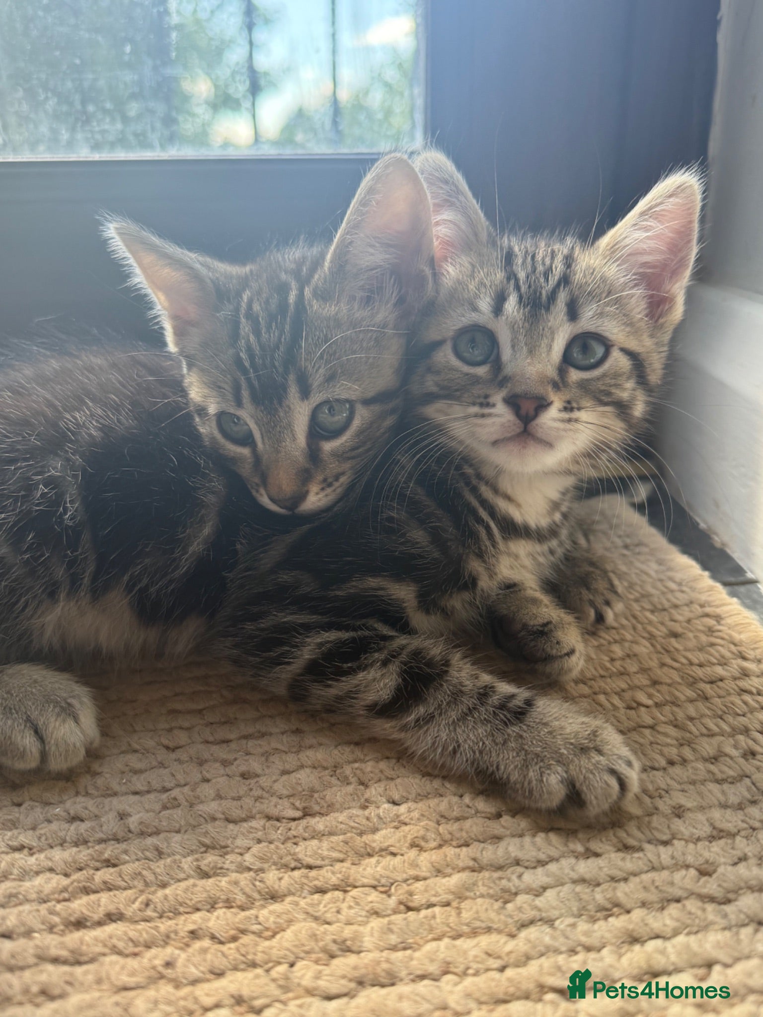 Mixed Breed cats Tabby Kittens  - Advert 2