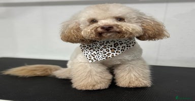 Doxiepoo dogs - Advert 13