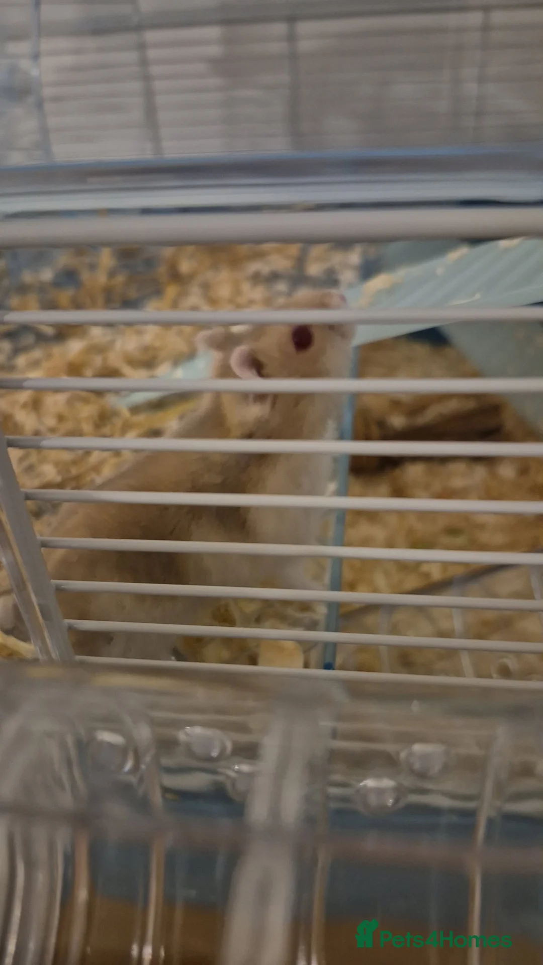 Hamster rodents for sale: russian dwarf hamster - Advert 1