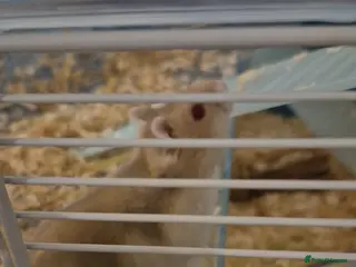 Hamster rodents russian dwarf hamster - Advert 1