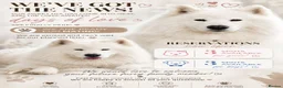 Samoyed dogs for sale: Baby coming  - Advert 2