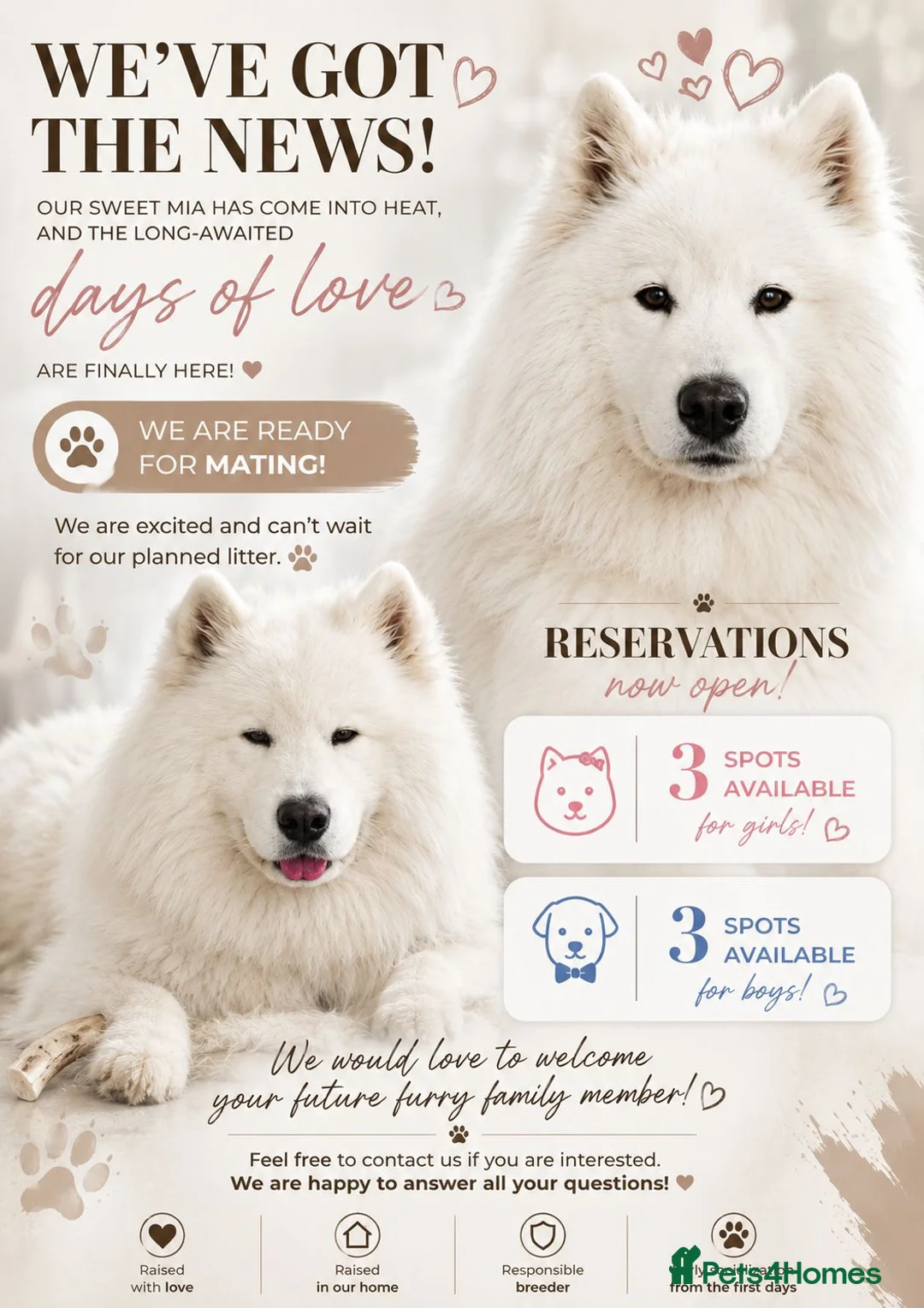 Samoyed dogs for sale: Baby coming  - Advert 2
