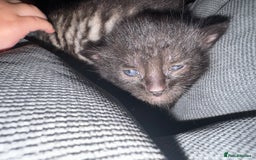 British Shorthair cats for sale: Kittens  - Advert 2