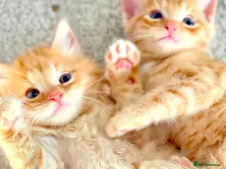 Mixed Breed cats Gorgeous Ginger Bengal Ragdoll kittens ready to go - Advert 9