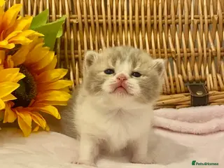 Scottish Fold cats 🧸EXTREMELY RARE TICA FAWN SCOTTISH/BSH 😻🧸 - Advert 8