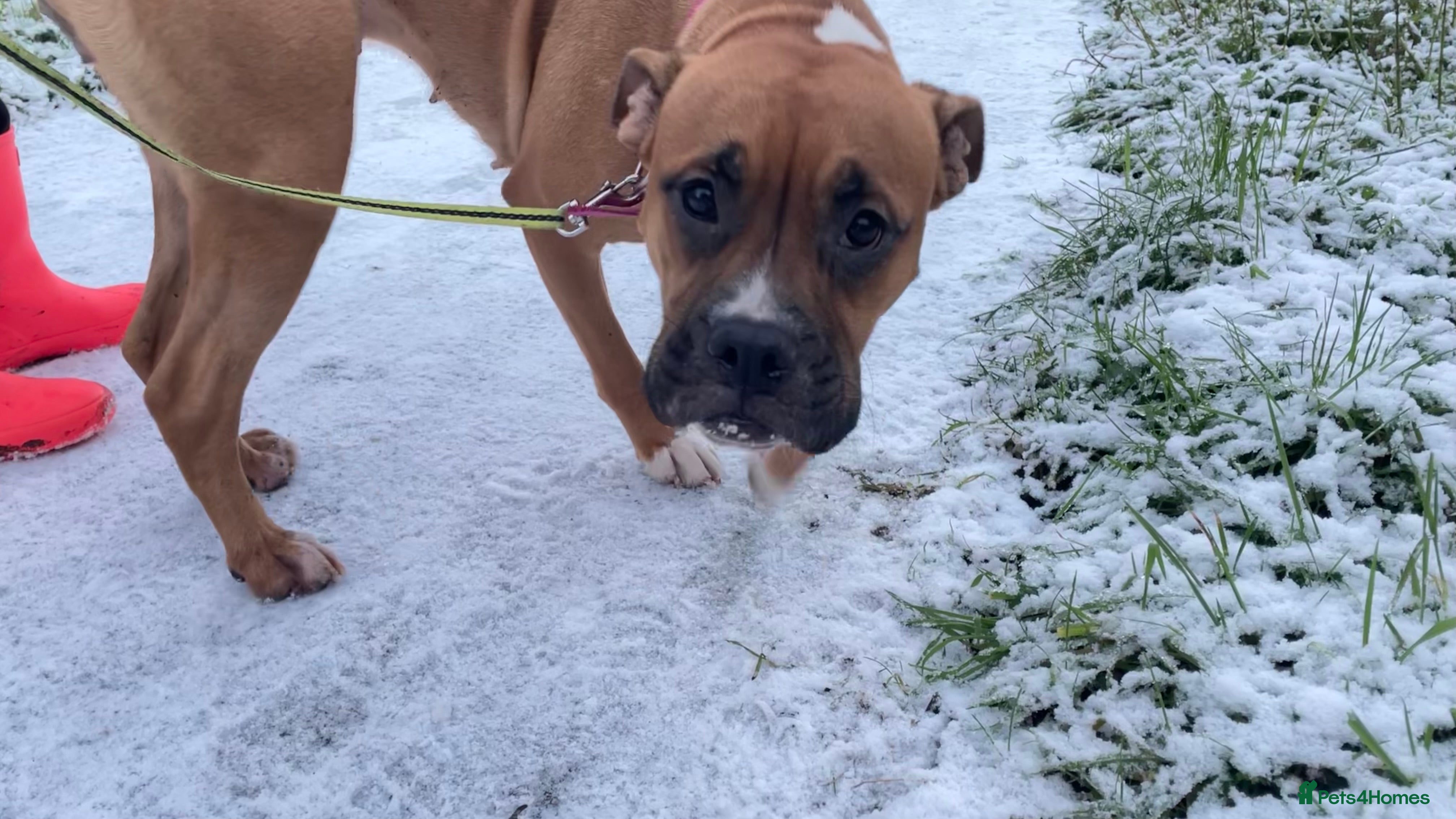 Mixed Breed dogs Beautiful Female Boxer cross. - Advert 9