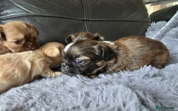 Shih Tzu dogs for sale: Stunning Rare Brindle Imperial Shih Tzu puppies - Image 18