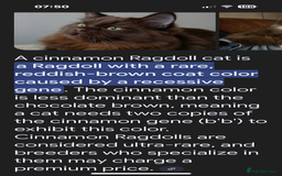 Ragdoll cats for sale: Cinnamon lynx ragdoll RARE  - Image 24