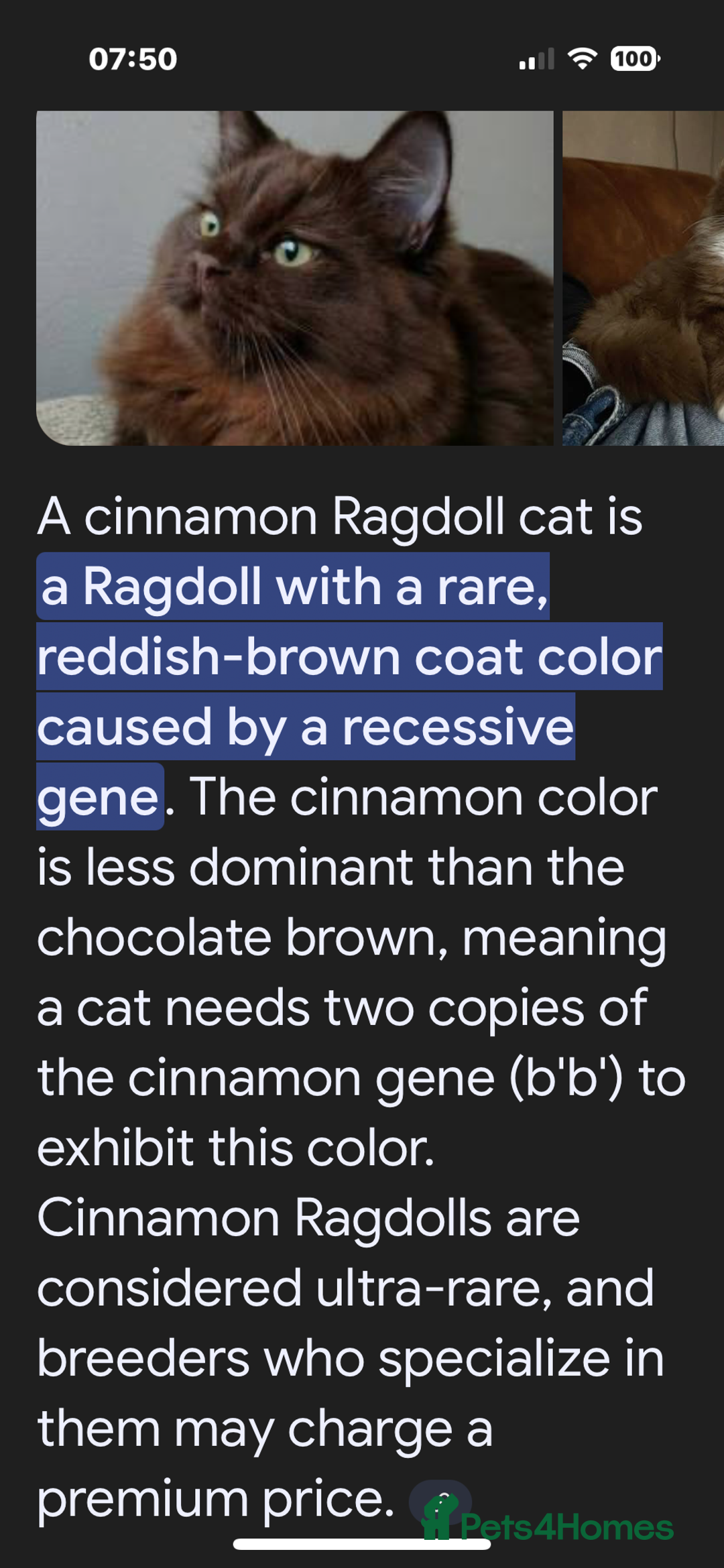 Ragdoll cats for sale: Cinnamon lynx ragdoll RARE  - Image 24