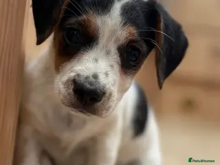 Jack Russell dogs Traditional short-legged Jack Russell puppies. - Advert 1
