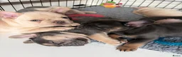 French Bulldog dogs for sale: French bulldog puppies  in Newport - Advert 5