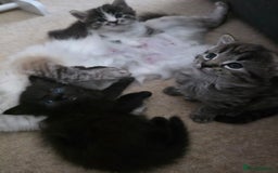 Ragdoll cats for sale: Beautiful mix Ragdoll cross Norwegian forest  - Image 9