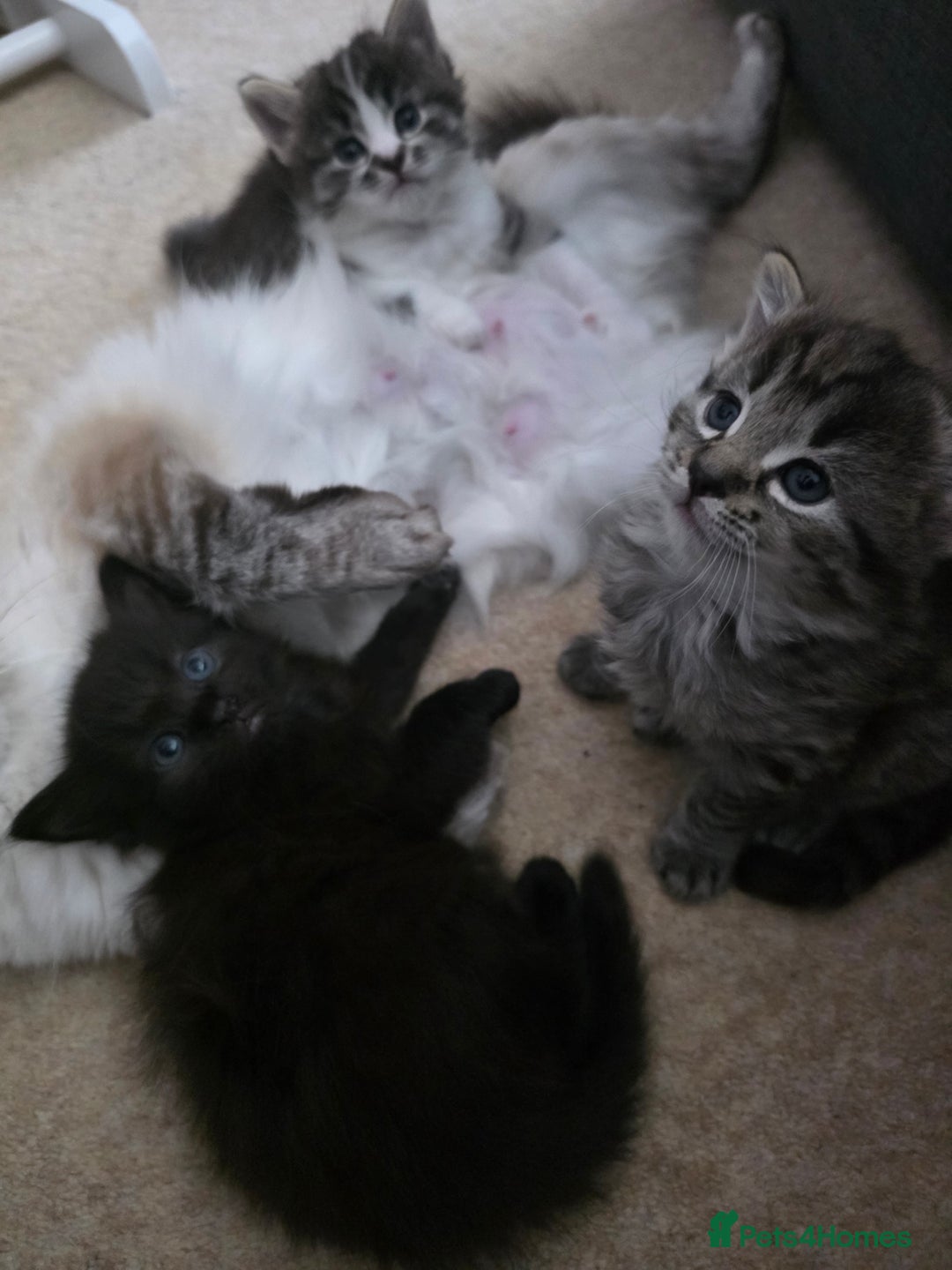 Ragdoll cats for sale: Beautiful mix Ragdoll cross Norwegian forest  - Image 9