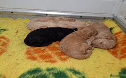 Poodle dogs for sale: Minature poodle pups - Advert 9