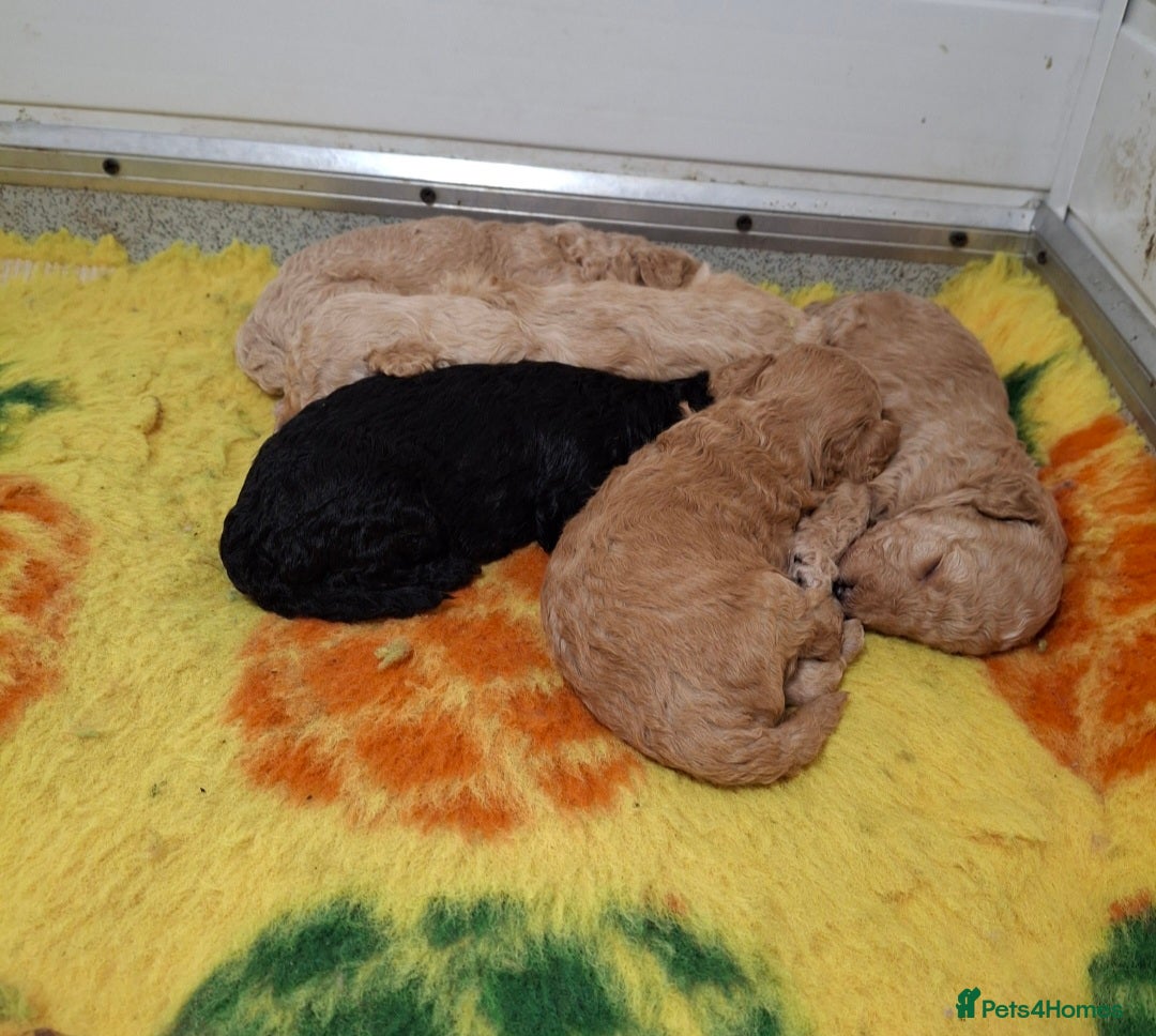 Poodle dogs for sale: Minature poodle pups - Advert 9