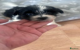 Biewer Terrier dogs for sale: Beautiful Biewer terrier for sale  - Image 16