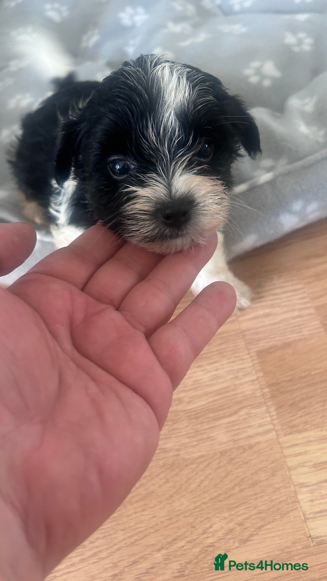 Biewer Terrier dogs for sale: Beautiful Biewer terrier for sale  - Image 16