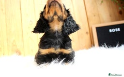 Miniature Dachshund dogs for sale: KC Health tested Licensed breeder 12 years exp - Image 10